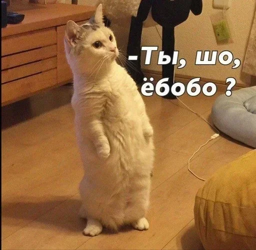 Стикер kmTptt_by_stickers_stealer_bot - 1