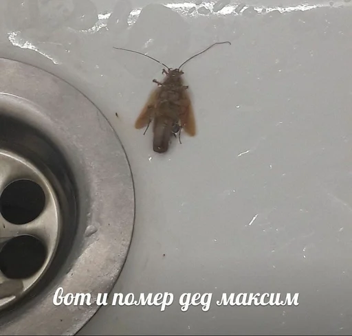 invertebrate insect moth