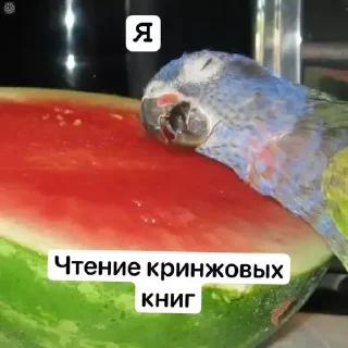 Sticker Книжные мемы @knigiimem - 0