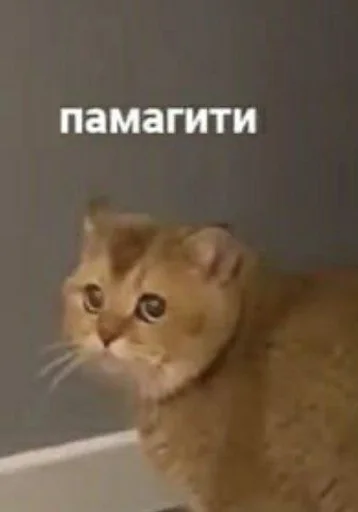 животное млекопитающее кошка