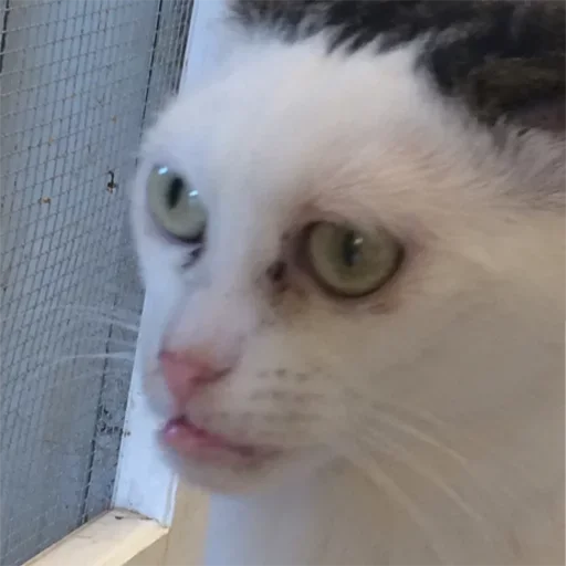 животное млекопитающее кошка