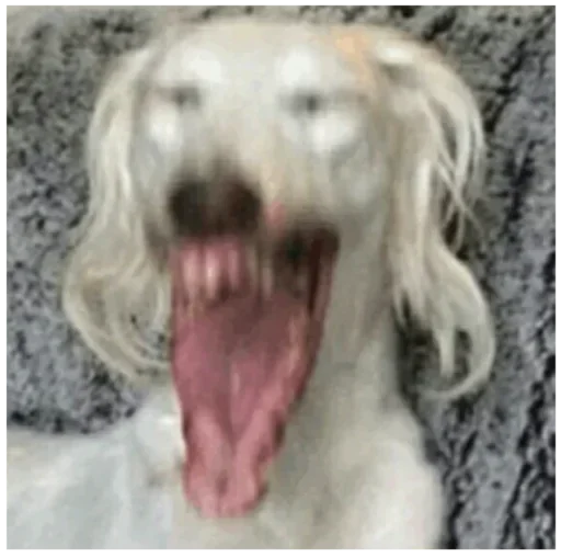 animal mammal dog breed