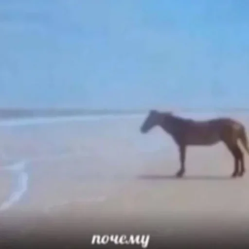 mammal animal outdoor