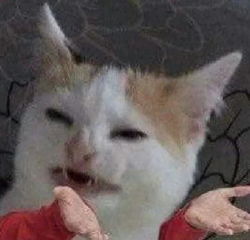 mammal animal small to medium-sized cats