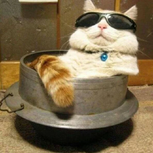 cat animal small to medium-sized cats