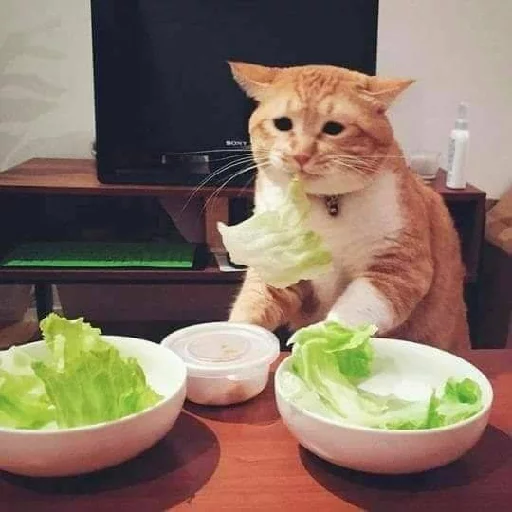 кошка комнатный стол