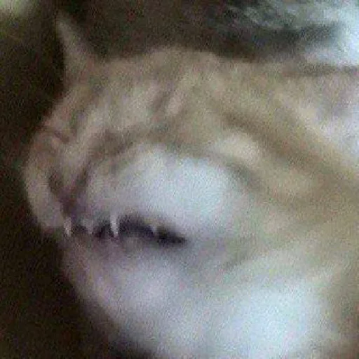 животное млекопитающее кошка