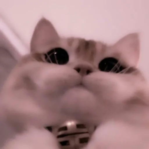 кошка млекопитающее животное