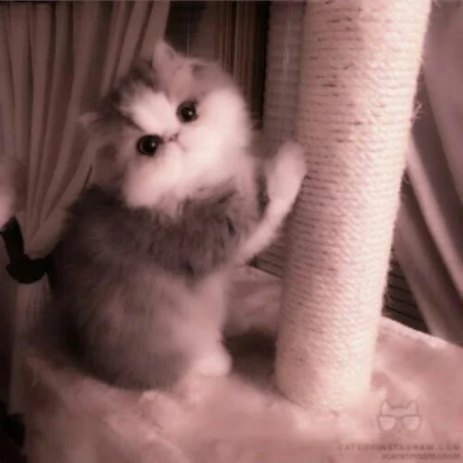 животное комнатный кошки малого и среднего размера