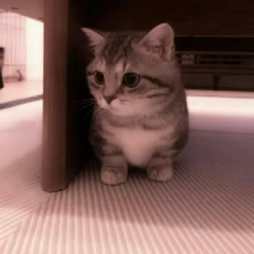 кошки малого и среднего размера домашняя кошка кошка