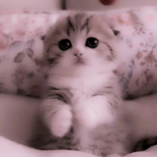 млекопитающее животное кошка