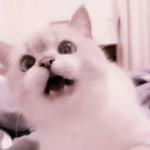 животное млекопитающее кошка