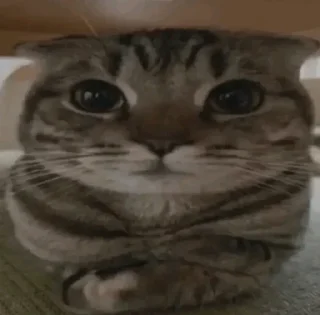 Стикер koke228 - 4