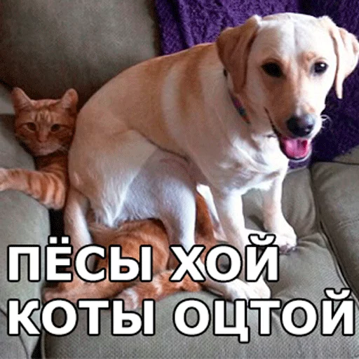 млекопитающее животное собака