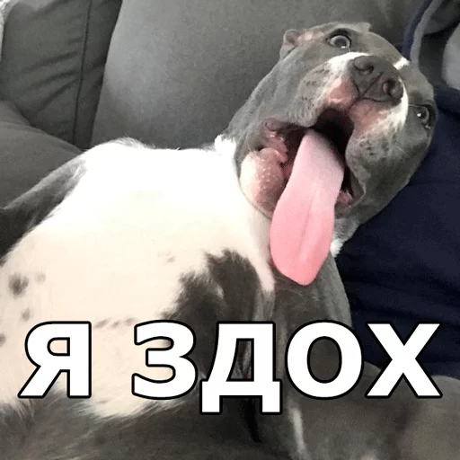 животное млекопитающее домашнее животное