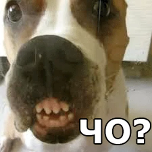 животное млекопитающее собака