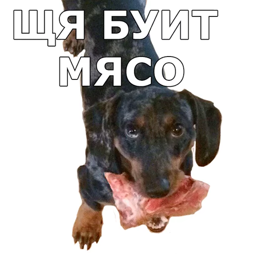 СМС животное порода собак