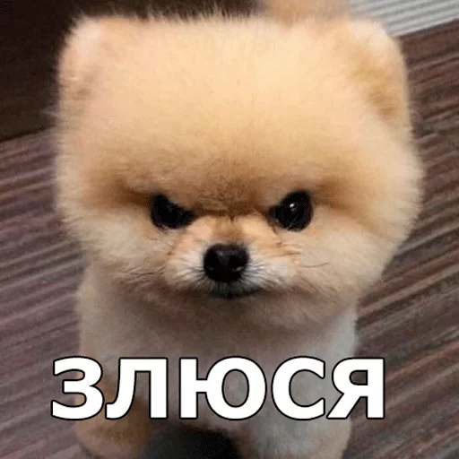 животное млекопитающее собака