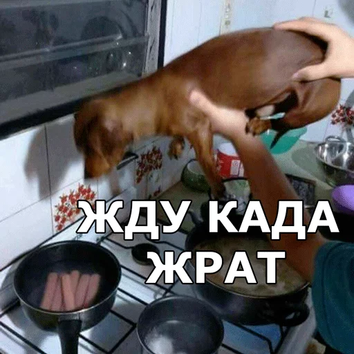 животное кухонный прибор посуда и выпечка