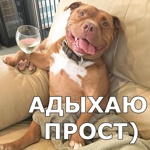 порода собак домашнее животное собака