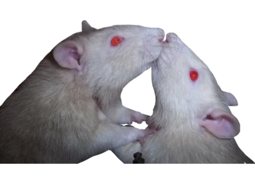 млекопитающее животное грызун