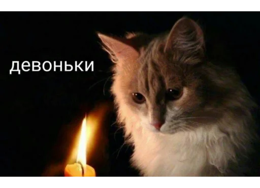 свеча кошки малого и среднего размера млекопитающее