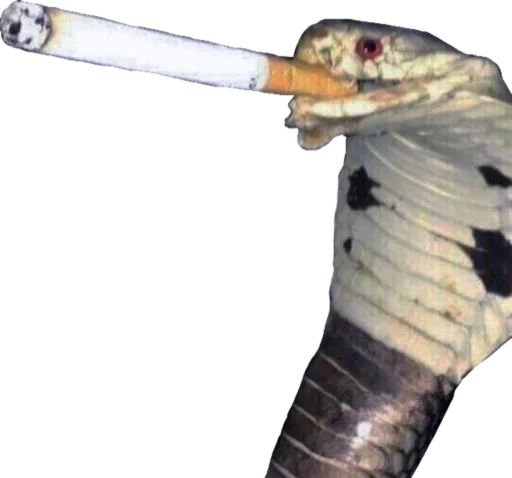 животное рыба