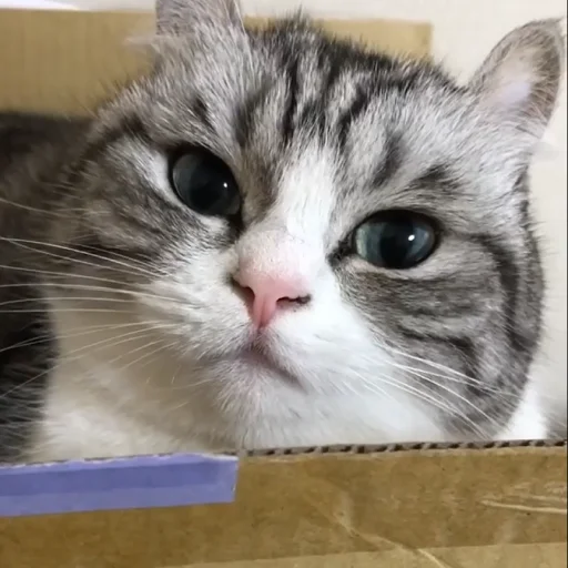 small to medium-sized cats whiskers felidae