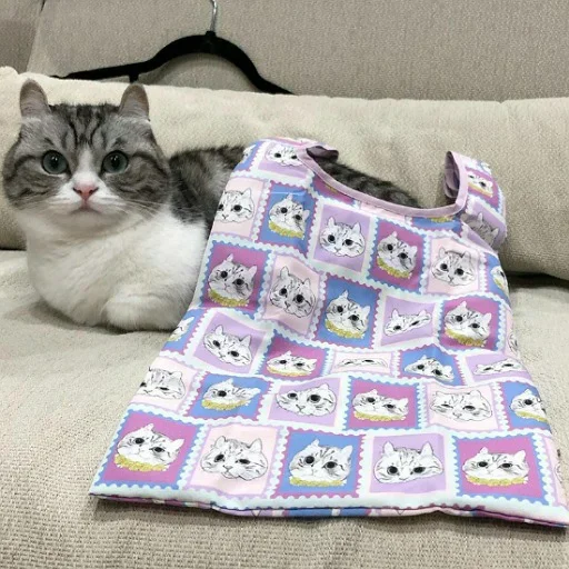 animal small to medium-sized cats indoor