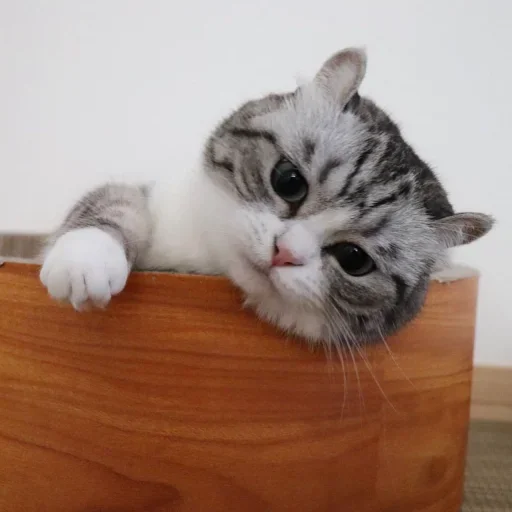 small to medium-sized cats felidae indoor