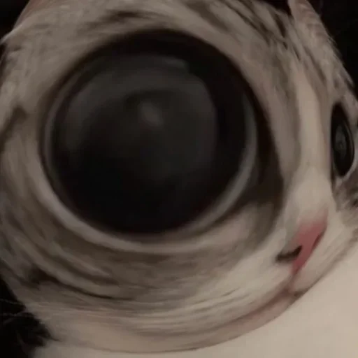 взор кошка животное