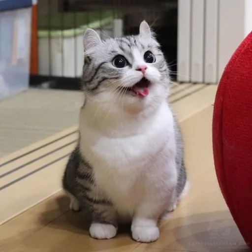 кошка животное млекопитающее