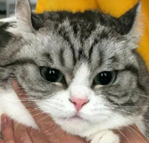 млекопитающее животное кошка