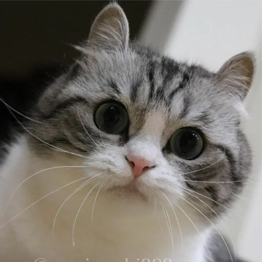 млекопитающее животное кошка