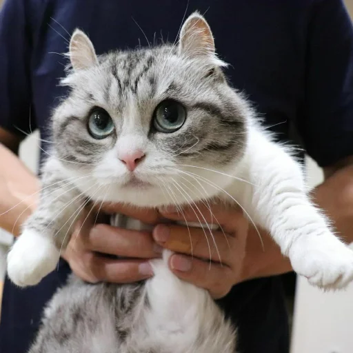 млекопитающее животное кошка