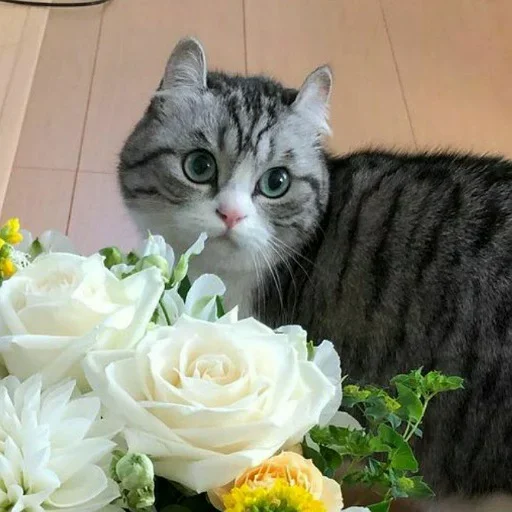 животное кошки малого и среднего размера комнатный