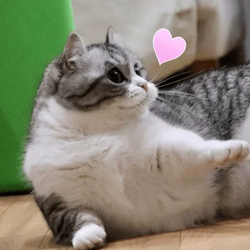 кошки малого и среднего размера кошка животное