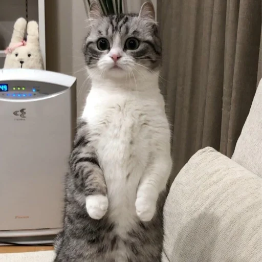 кошки малого и среднего размера комнатный кошачьи