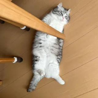 Sticker Комару - 0