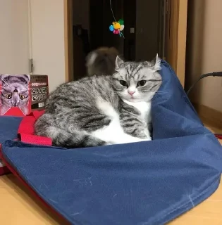 Стикер комарик лучшая | @thismedia - 9