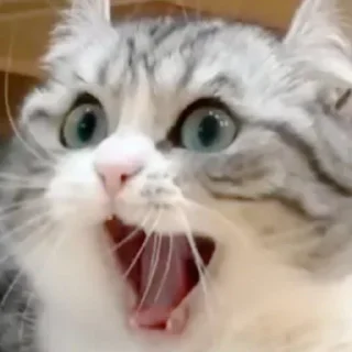 Стикер комарик лучшая | @thismedia - 3