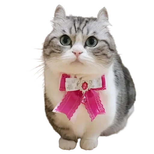 Komaru pack by @komaru_GIF - 