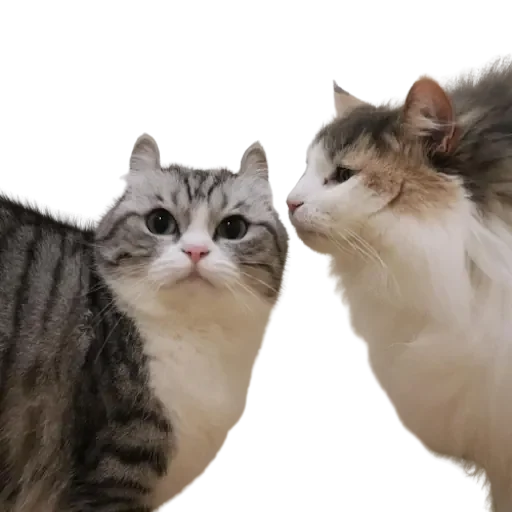 Sticker komarupack - 1