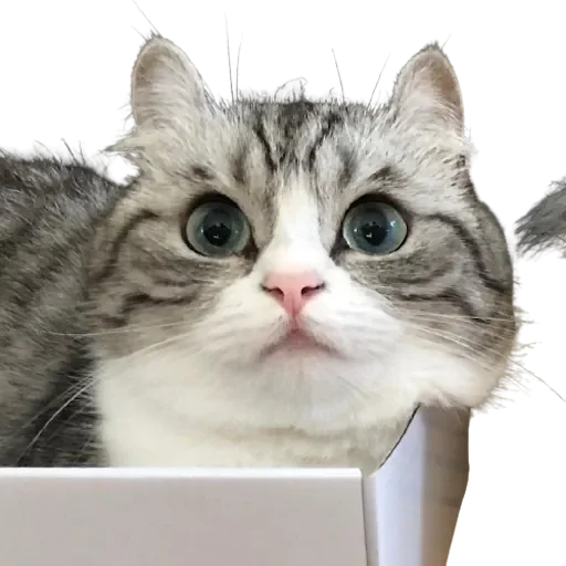 Sticker komarupack - 1