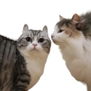 Стикер Komaru pack by @komaru_GIF - 11