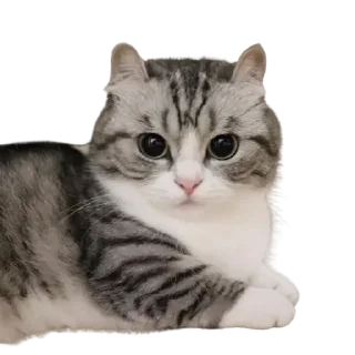 Стикер Komaru pack by @komaru_GIF - 10