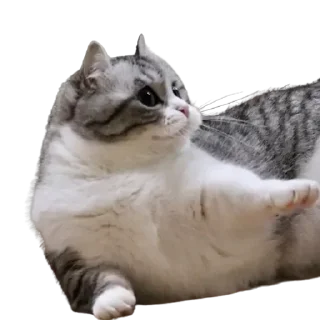 Стикер Komaru pack by @komaru_GIF - 1