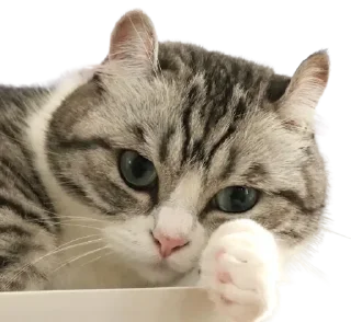 Стикер Komaru pack by @komaru_GIF - 6