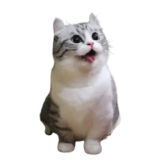 Стикер Komaru pack by @komaru_GIF - 3