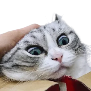 Стикер Komaru pack by @komaru_GIF - 5